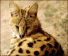 Serval cat clip art