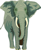 elephant 2 clip art