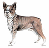 Boston Terrier clip art
