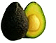 avocado hass clip art