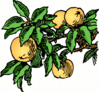 peaches on branch color clip art