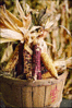 thanks giving thanksgiving harvest corn clip art