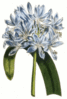 African lily clip art
