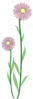 alpine daisy clip art