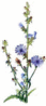 Chicory clip art
