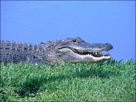 Alligator challenged