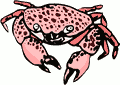 crab sm