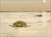 sea tortoises ashore turtle clip art