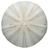 sea urchin clip art