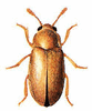 Raspberry Beetle clip art